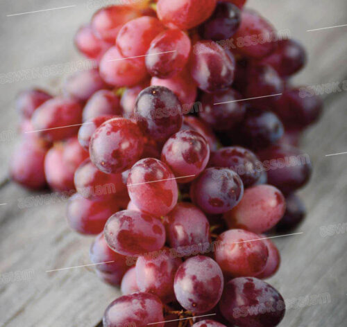 RAISIN NOIR IMPORT 1KG