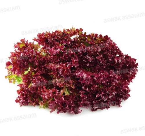 LAITUE ROUGE A LA PIECE