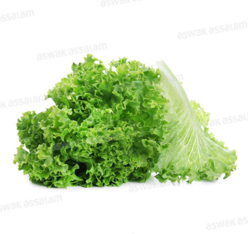 SALADE LOLO VERT PIECE