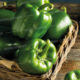 POIVRON VERT 1KG