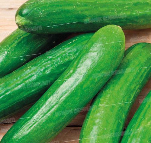 CONCOMBRE BELDI 1KG