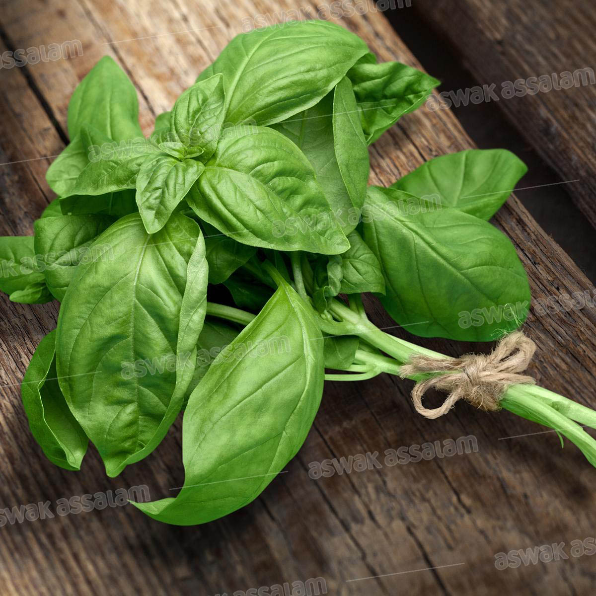 BASILIC BOTTE