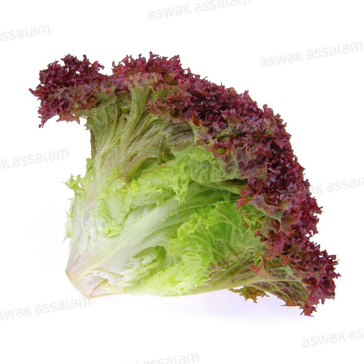 SALADE LOLO ROUGE PIECE