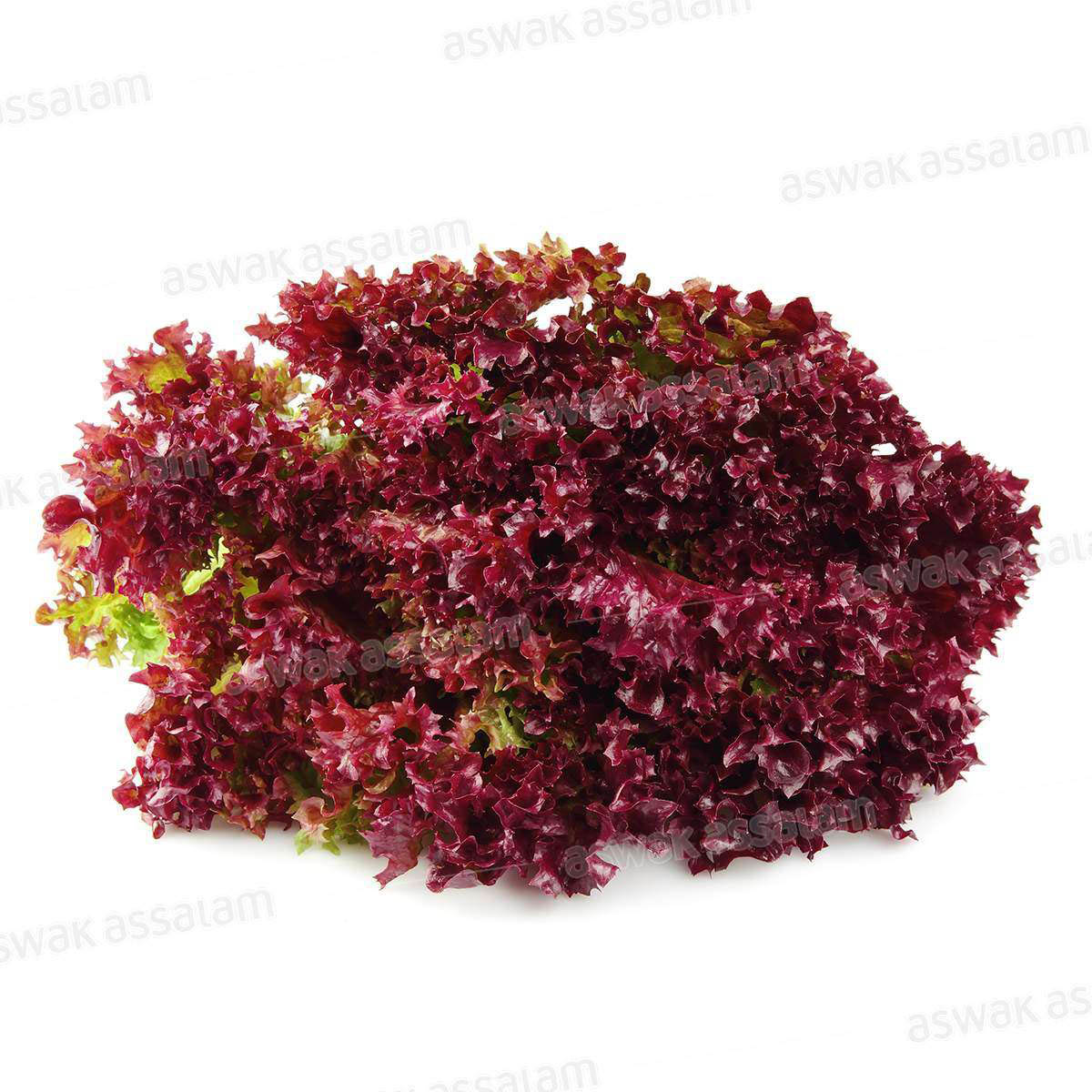 LAITUE ROUGE A LA PIECE