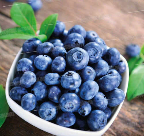 MYRTILLE  BARQUETTE 125G