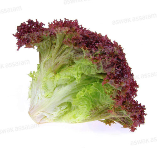 SALADE LOLO ROUGE PIECE