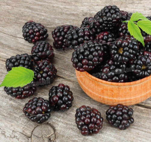 MURE  BARQUETTE 125G