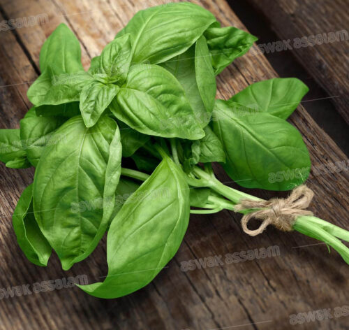 BASILIC BOTTE