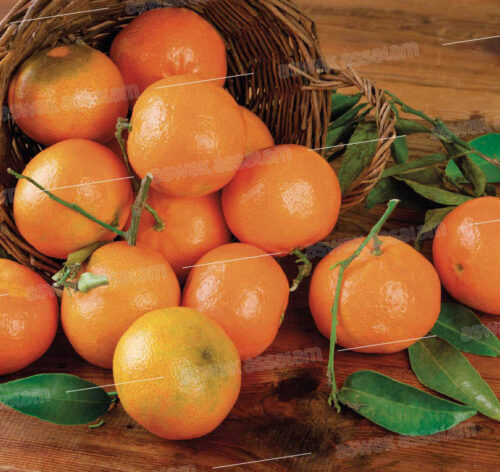 MANDARINE AFOURER 1KG