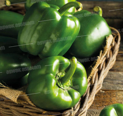 POIVRON VERT 1KG